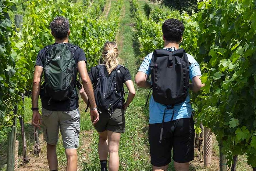 Vineyard trekking